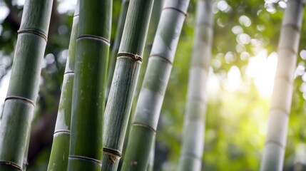 Fototapeta premium Lush Green Bamboo Stalks in Sunlight with Soft Nature Background, Fresh Minimalist Botanical Texture Ideal for Eco-Friendly Design