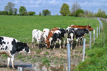animaux vache elevage agriculture Belgique Wallonie © J-L Flémal - BE