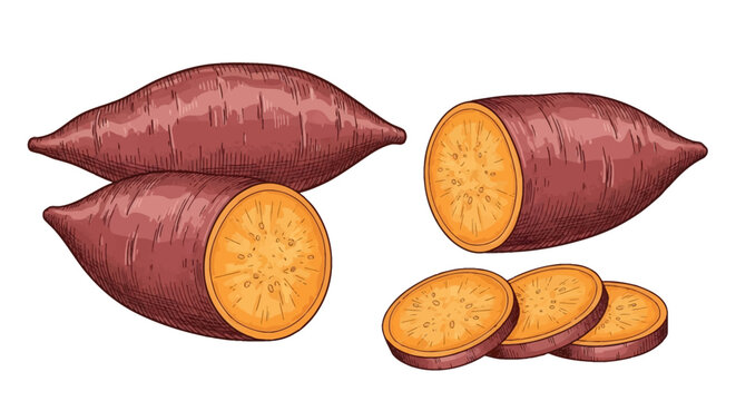 Hand-drawn illustration of sweet potatoes with one whole root, two halves, and three slices, featuring detailed cross-hatching shading, purple skin, and orange flesh on white.