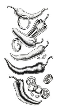 Detailed hand-drawn ink etching illustration of spicy chili peppers featuring whole pods, longitudinal halves with seeds, and cross-section rings in a vertical falling arrangement.