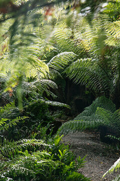 Lush green ferns create a dense forest canopy with sunlight filtering through the leaves
