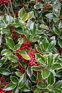 Variegated holly bush with bright red berries and spiky green leaves