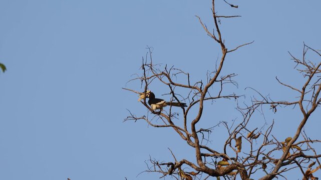 An Oriental pied hornbill flying from a tree