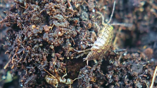 Macro of woodlouse crawling in soil while ant follows closely behind