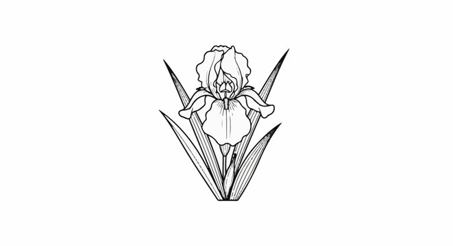 Delicate line drawing of an iris flower with pointed leaves