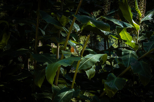 Bosque de las azores, fauna inmersiva.