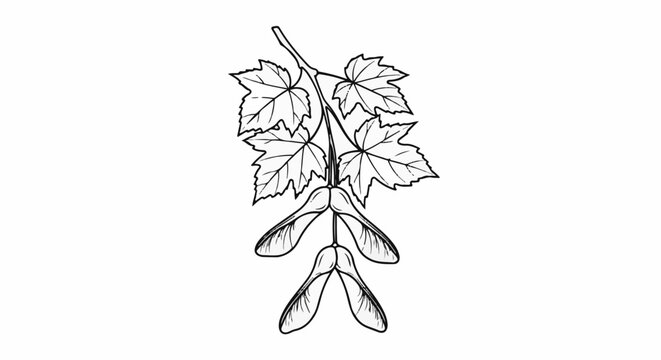 Hand-drawn illustration of maple leaves and samaras hanging from a stem
