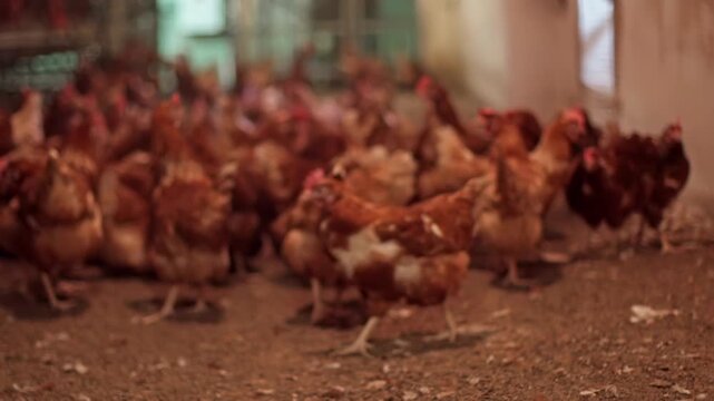 Free range hens roaming inside poultry barn during active farm feeding and movement scene