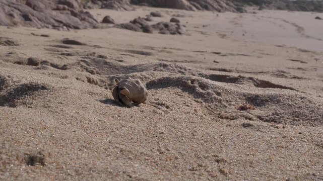 A small hermit crab scuttles across a sun-drenched sandy shore, with rough, rocky formations visible in the distance.