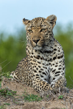 Leopard (Panthera pardus) female hanging around in Sabi Sands Game Reserve in the Greater Kruger Region in South Africa