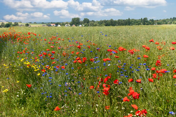 Naklejka premium wiese mit blühendem Klatschmohn und Kornblumen 