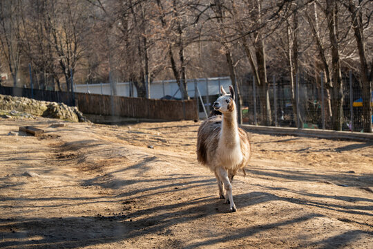 Llama Lama glama walking in zoo enclosure on dry ground with fence and trees in background. Captive animal, wildlife, behavior