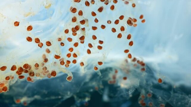 Macro of diamong squid eggs in gelatinous clutch with developed red embryos about to hatch