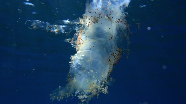 Wide shot of a Thysanoteuthis rhombus egg cylinder in open water