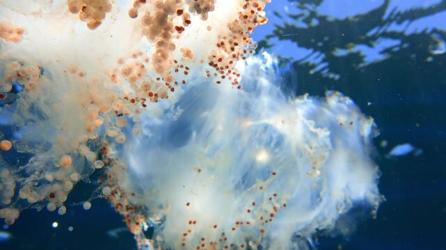 Wide shot of a dissolving gelatinous diamond squid egg clutch in open water