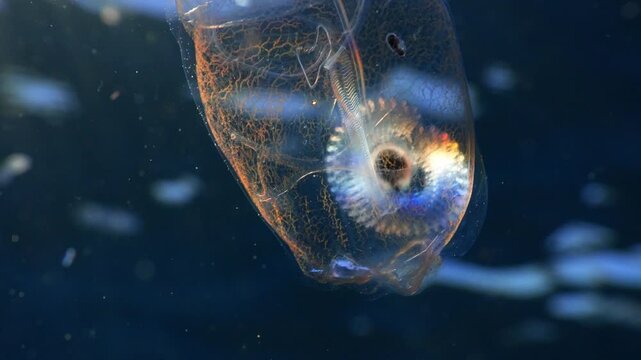 Macro of a transparent salp showing internal vessels and an attached crustacean