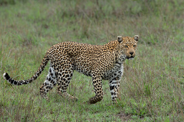 Obraz premium Leopard (Panthera pardus) female hanging around in Sabi Sands Game Reserve in the Greater Kruger Region in South Africa
