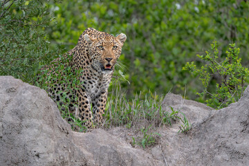 Leopard (Panthera pardus) female hanging around in Sabi Sands Game Reserve in the Greater Kruger Region in South Africa © henk bogaard