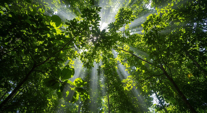 Stunning Sunbeams Piercing Through Lush Green Forest Canopy