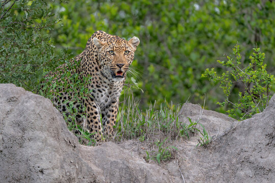 Leopard (Panthera pardus) female hanging around in Sabi Sands Game Reserve in the Greater Kruger Region in South Africa