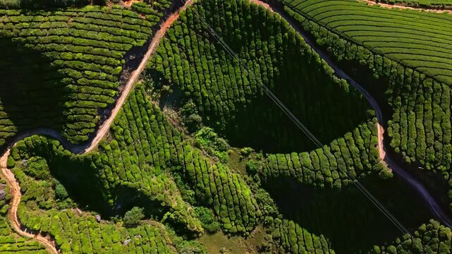 High angle drone shot of the Western Ghats mountain tea estates in Idukki