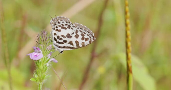 Common Pierrot butterfly sipping nectar on pink blooms; moving its wings in slow motion winter morning