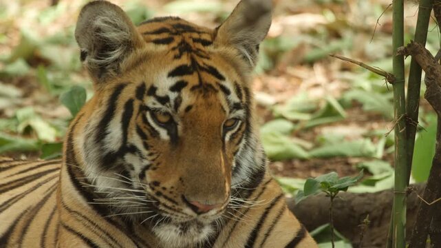 Subadult male Tiger headshot panting in summer heat, Tiger headshot resting in shade in Central India Forest