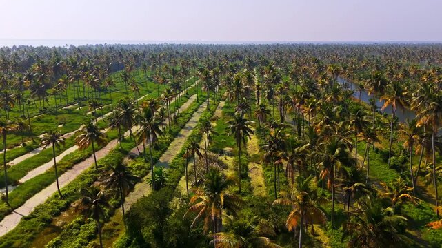 Aerial vew of coconut palm plantations and paddy fields in Kerala Backwaters