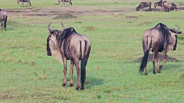 Herd of wild gnus in their natural habitat in the grasslands of Masai Mara, Kenya