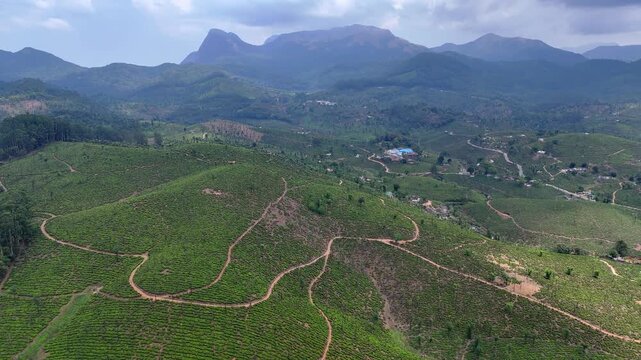 Smooth forward aerial view traveling over a meandering lanscape channel bordered by plantations, with crisscrossing paths and textured vegetation forming a visually striking landscape.