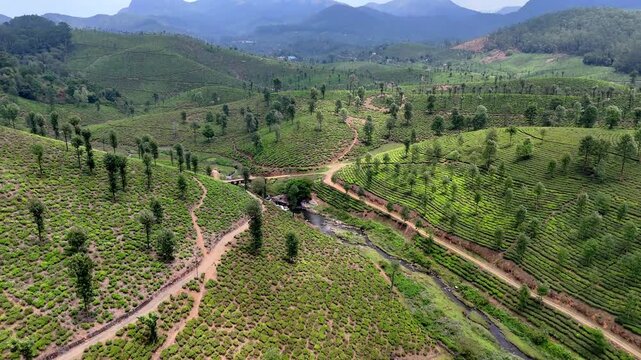 Cinematic aerial footage of a tea estate highlighting a gentle waterfall, winding stream, and structured plantation patterns, with crossing dirt roads adding depth and natural symmetry.
