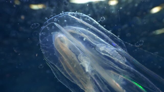 Ethereal comb jelly with bioluminescent bands moving through planktonic jellyfish as a spaceship