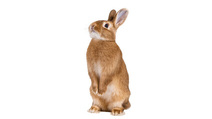 Brown upright rabbit with long ears and fluffy fur © Fried