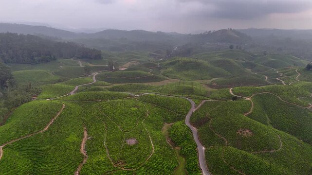 Cinematic aerial view of rolling green hills covered in patterned plantations, with winding roads weaving through the landscape and soft haze creating depth across the distant mountain layers.