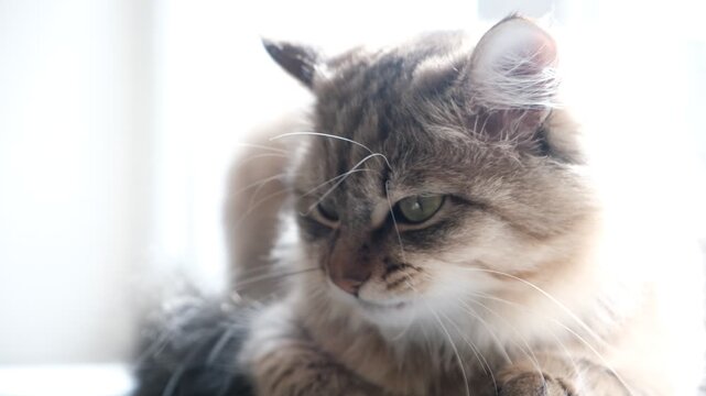 Yawns cat. Cute funny pets at home. Soft morning light. Close up. Humor, Soft light, cozy vibes, beloved kitten relaxing at home, bathed in soft morning light captures a candid, humorous moment of eve
