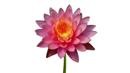 Vibrant Pink and Orange Lotus Flower with Green Stem © Corman
