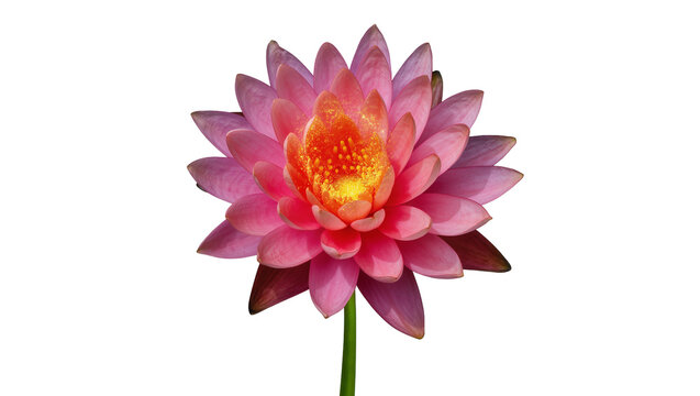 Vibrant Pink and Orange Lotus Flower with Green Stem