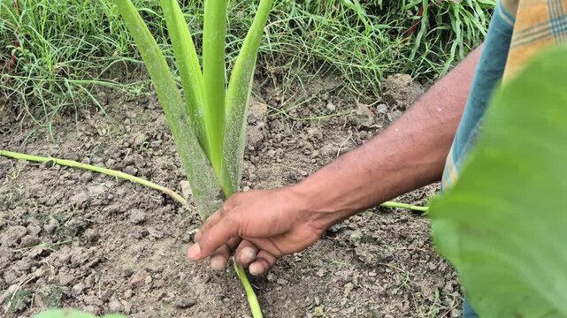 Farmer Clearing Soil from Taro Stolon for Growth