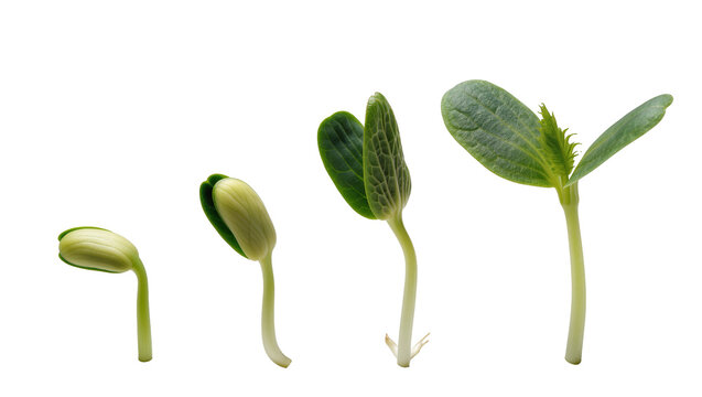 Green Pea Plant Growth Stages from Seedling to Sprout