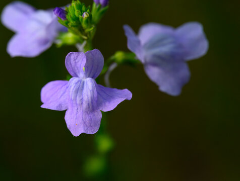 Overhead view of the blue toadflax wildflower isoalated against a dark background