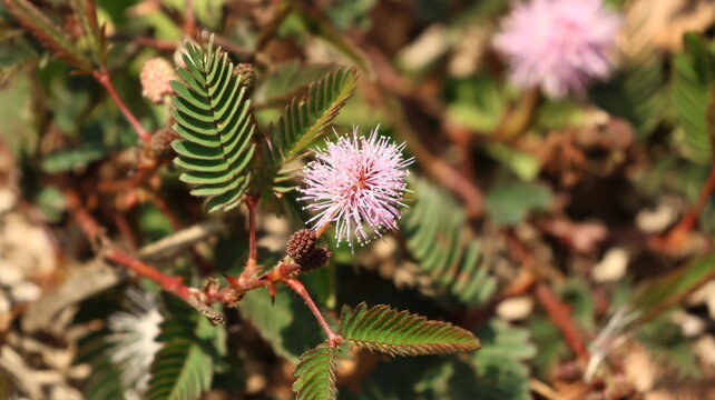 Pink Mimosa pudica flower with feathery leaves closeup in Taiwan
