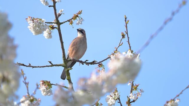 Eurasian jay calling perched on a branch of a flowering cherry tree shaken by a light wind and taking flight. Garrulus glandarius, Prunus avium, r&eacute;gion Centre, France, European Union, Europe