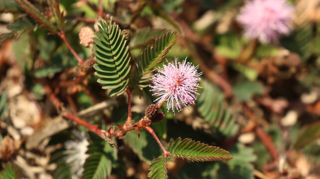 Mimosa pudica pink flower and seed pod with thorny stem in Taiwan