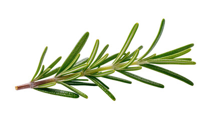 Fototapeta premium Fresh green Rosemary sprig with woody stem and needle-like leaves