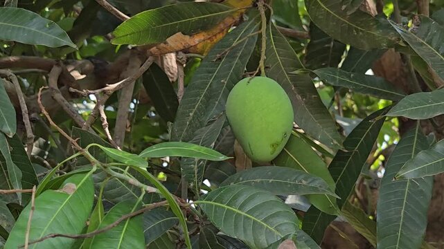 Unripe green Alphonso mango hanging on tree branch with lush leaves in organic tropical orchard, fresh raw fruit perfect for traditional Indian mango pickle and home food preservation.