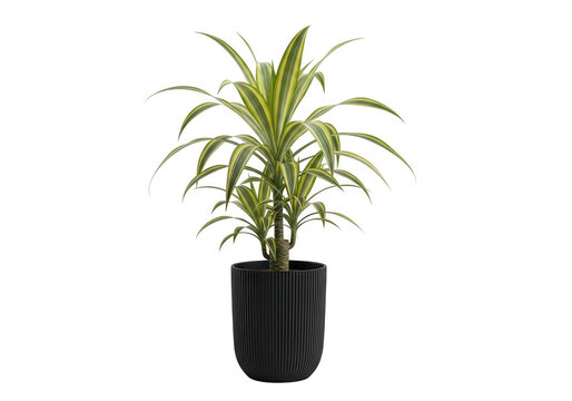 A vibrant dracaena reflexa houseplant with variegated green and yellow leaves in a black planter PNG isolated on transparent background