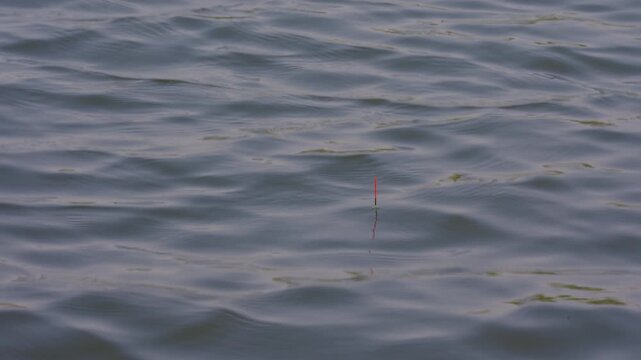 Red fishing float bobbing gently on choppy water surface. Ripples move subtly around the buoy. Natural water motion captures serene outdoor fishing moment. No wildlife or plants visible in this frame