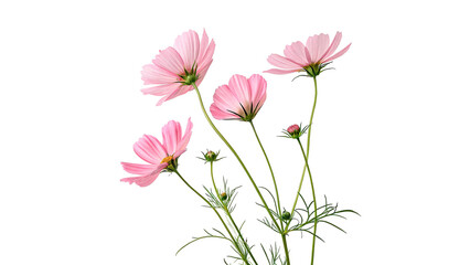 Cosmos flowers stand together with stems isolated on transparent background cut out