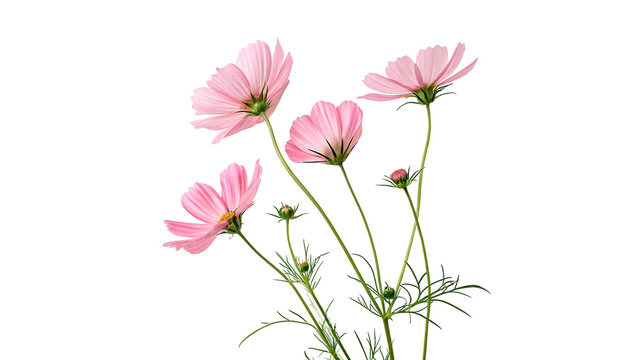 Cosmos flowers stand together with stems isolated on transparent background cut out