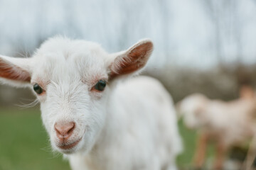 Obraz premium Goat kid animal outdoor farm meadow sunlight in frame, curious expression, gentle breeze, grass and green backdrop, natural colors, candid moment, rustic charm, lifestyle